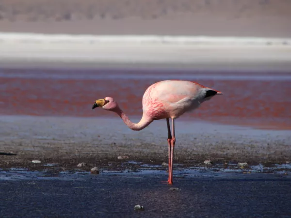 Frontiers | Impacts of Human-Bird Interactions on Human Well-Being and ...